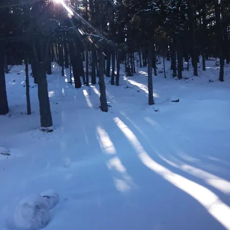 Joli Dans La Foret Chalet *